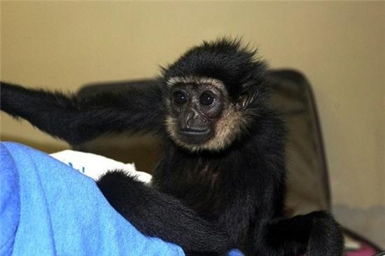 Hồn bay phách lạc với hành lý khủng trong vali của người phụ nữ - Ảnh 8.