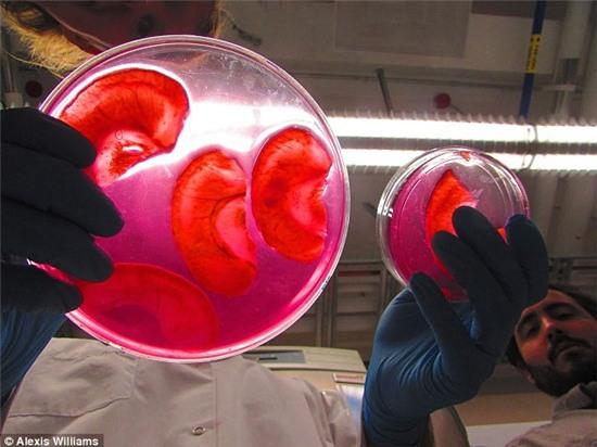 Trồng tai người bằng... táo - dự án siêu vi diệu của nhân loại - Ảnh 2.