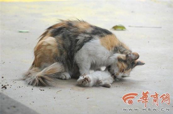 Xót xa cảnh tượng mèo mẹ liếm xác mèo con bị giết chết dã man giữa khu dân cư - Ảnh 4.