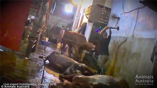 Australia dung xuat bo sang Viet Nam vi canh giet mo tan bao hinh anh 1