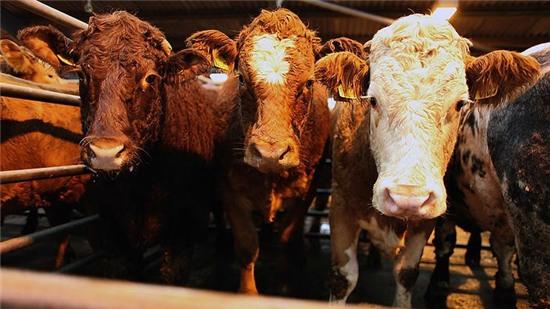 Quy trinh giet mo bo dung tieu chuan o Australia hinh anh 1