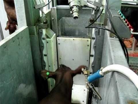 Quy trinh giet mo bo dung tieu chuan o Australia hinh anh 3