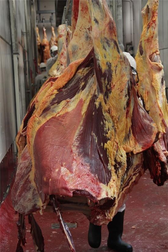 Quy trinh giet mo bo dung tieu chuan o Australia hinh anh 4