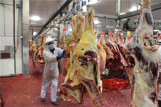 Quy trinh giet mo bo dung tieu chuan o Australia hinh anh 5