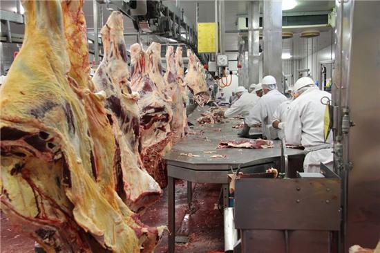 Quy trinh giet mo bo dung tieu chuan o Australia hinh anh 6