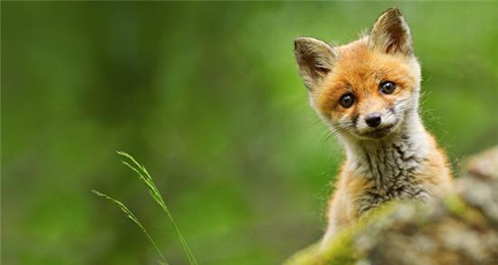 Nhân Ngày của Bố, ngắm nhìn 8 ông bố tuyệt vời nhất của tự nhiên - Ảnh 3.