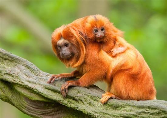 Nhân Ngày của Bố, ngắm nhìn 8 ông bố tuyệt vời nhất của tự nhiên - Ảnh 5.