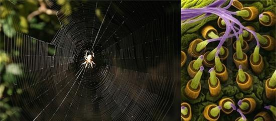 vat-duoc-nhin-duoi-cinh-hien-vi