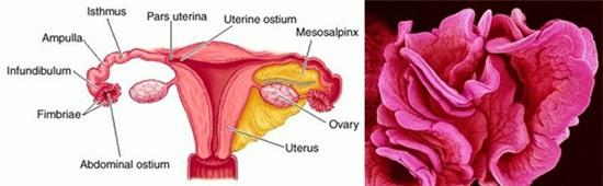 vat-duoc-nhin-duoi-cinh-hien-vi