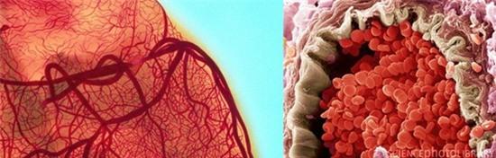 vat-duoc-nhin-duoi-cinh-hien-vi