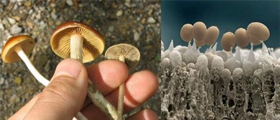 vat-duoc-nhin-duoi-cinh-hien-vi