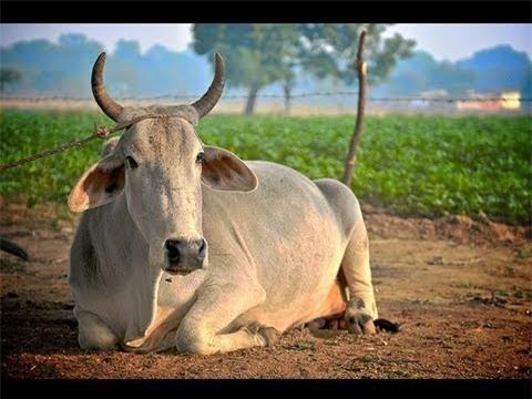 an do: chat vang tu nuoc tieu bo hinh anh 1