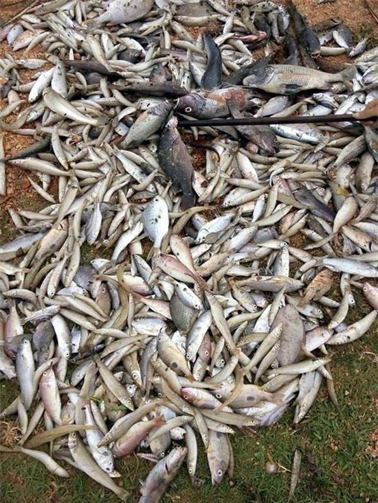 Công bố nguyên nhân cá chết, cá chết, cá chết hàng loạt, cá chết hoàng loạt ở miến Trung, nguyên nhân cá chết