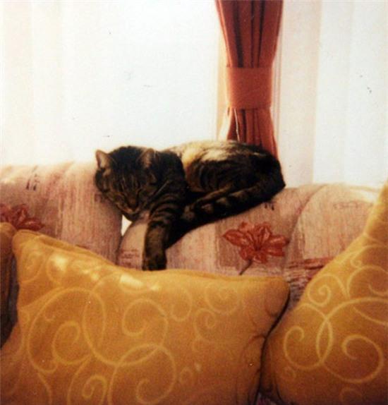 meo-giat-nhat-the-gioi