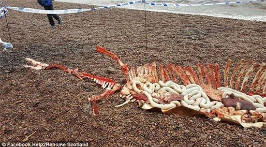 quai-vat-ho-lochness