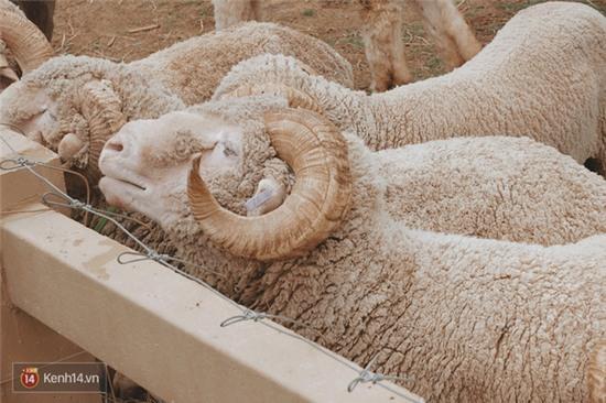 Không ngờ ở Thái Lan lại có một nước Ý thu nhỏ xinh đẹp đến thế này - Ảnh 17.