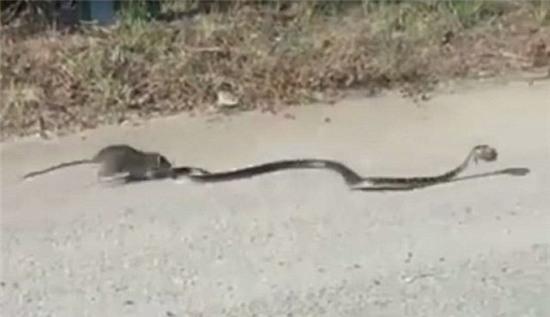 video: chuot me danh du doi, giai cuu con trong mom ran hinh anh 1