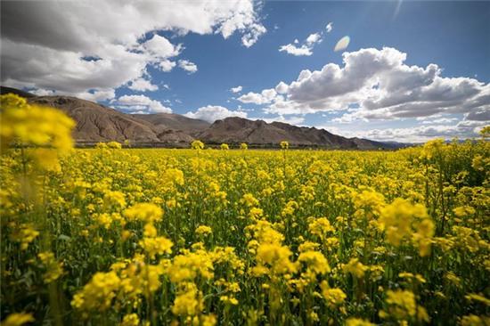 Có 1 Tây Tạng đẹp đến nghẹt thở qua ống kính của nhiếp ảnh gia Việt! - Ảnh 8.