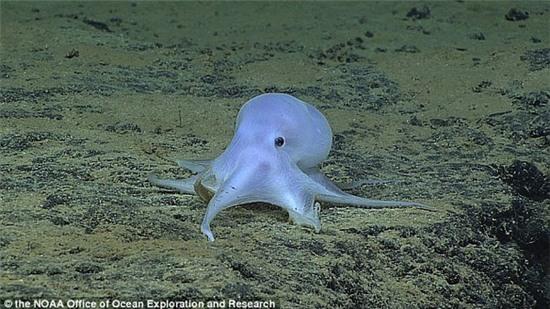 phat-hien-loai-ca-ma-bi-an