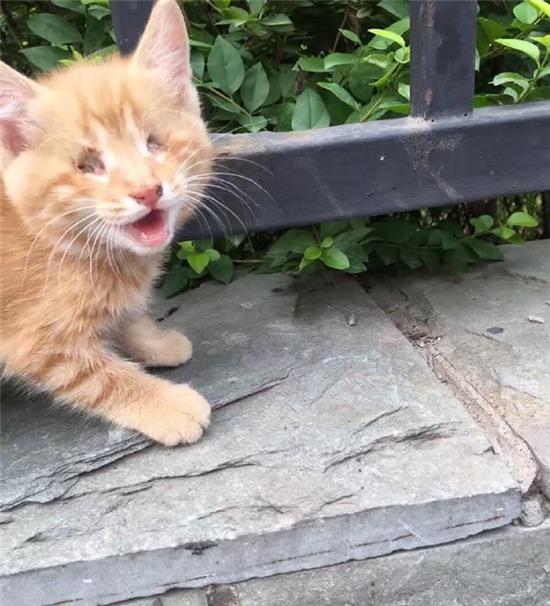 Hình ảnh 3 chú mèo con bị móc mắt dã man gây phẫn nộ tột độ - Ảnh 1.