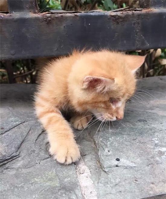 Hình ảnh 3 chú mèo con bị móc mắt dã man gây phẫn nộ tột độ - Ảnh 2.