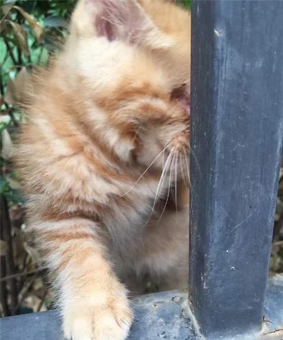 Hình ảnh 3 chú mèo con bị móc mắt dã man gây phẫn nộ tột độ - Ảnh 3.