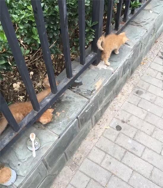 Hình ảnh 3 chú mèo con bị móc mắt dã man gây phẫn nộ tột độ - Ảnh 4.