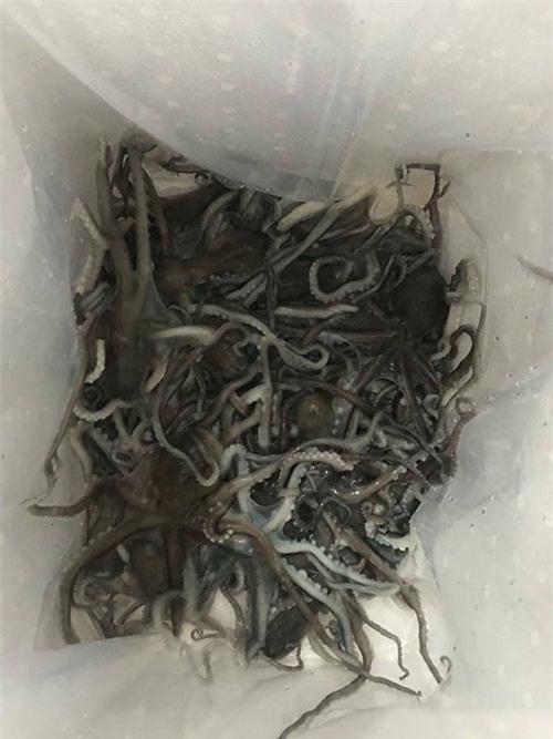 chu lau hai san 50 trieu o ca mau: khong “len y tuong” tu lau 2 trieu ha noi - 13