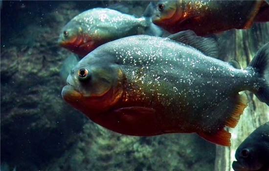 A shoal of piranhas.
