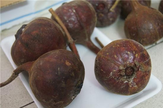 sung khổng lồ, quả vả rừng, ngõa mật rừng, dân hà thành, đặt mua ngõa mật rừng