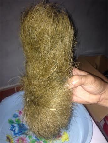 cát lợn, trứng vàng trong bụng lợn, tác dụng của cát lợn, mua bán cát lợn