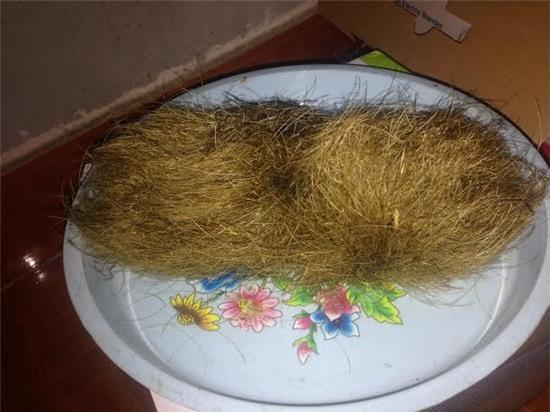 cát lợn, trứng vàng trong bụng lợn, tác dụng của cát lợn, mua bán cát lợn