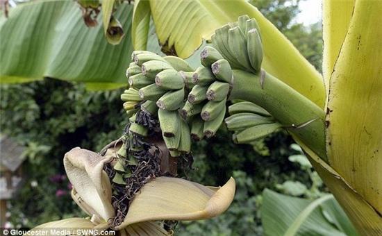 cay chuoi trong 20 nam moi ra qua hinh anh 2