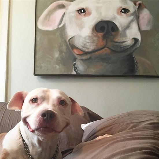 smiling-dog-stray-pit-bull-adopted-brinks-13