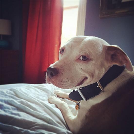 smiling-dog-stray-pit-bull-adopted-brinks-17