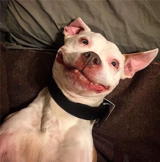 smiling-dog-stray-pit-bull-adopted-brinks-10