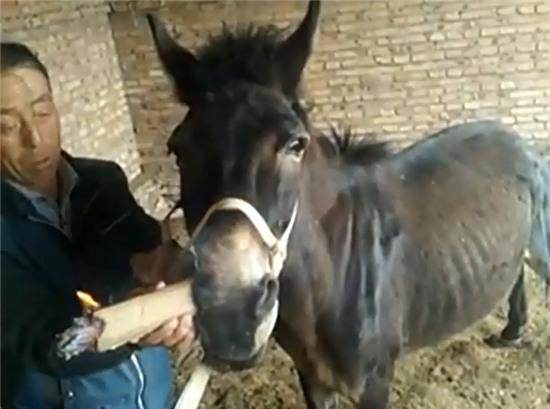 Chú lừa mỗi khi buồn đời lại rít vài hơi thuốc lá giải khuây - Ảnh 3.