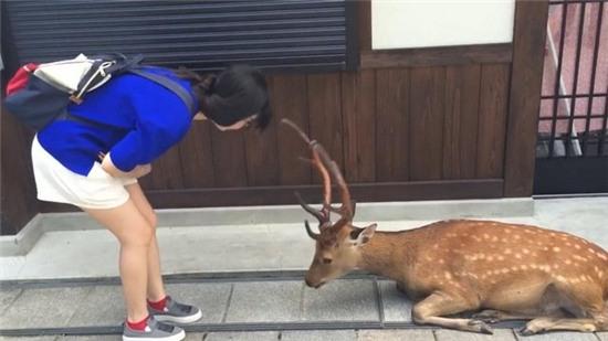 video: huou nhat cui dau cam on nhu nguoi khi duoc cho an hinh anh 1