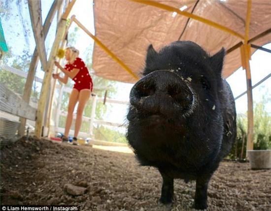 Instagram love: Liam did the same thing on July 18, posting this snap of his pet pig with Miley in the background, captioned, 'Just another day at the office' 