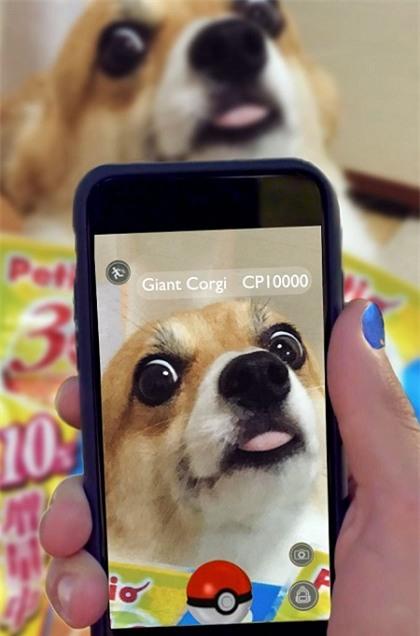 Chú chó tham ăn trở thành nguồn cảm hứng bất tận cho các thánh Photoshop - Ảnh 2.