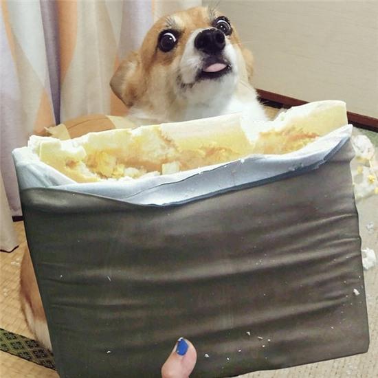 Chú chó tham ăn trở thành nguồn cảm hứng bất tận cho các thánh Photoshop - Ảnh 3.