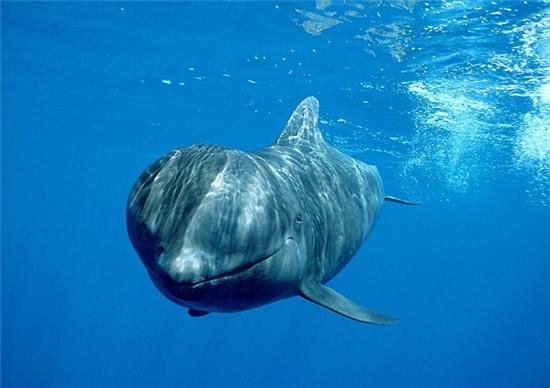 Bờ biển nhuốm màu đỏ máu sau vụ thảm sát cá voi hoa tiêu gây phẫn nộ toàn châu Âu - Ảnh 10.