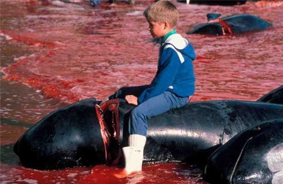 Bờ biển nhuốm màu đỏ máu sau vụ thảm sát cá voi hoa tiêu gây phẫn nộ toàn châu Âu - Ảnh 2.