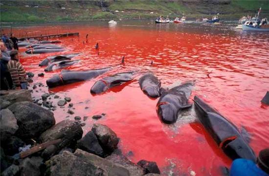 Bờ biển nhuốm màu đỏ máu sau vụ thảm sát cá voi hoa tiêu gây phẫn nộ toàn châu Âu - Ảnh 3.