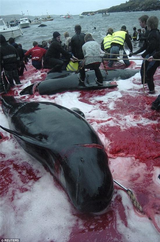 Bờ biển nhuốm màu đỏ máu sau vụ thảm sát cá voi hoa tiêu gây phẫn nộ toàn châu Âu - Ảnh 4.