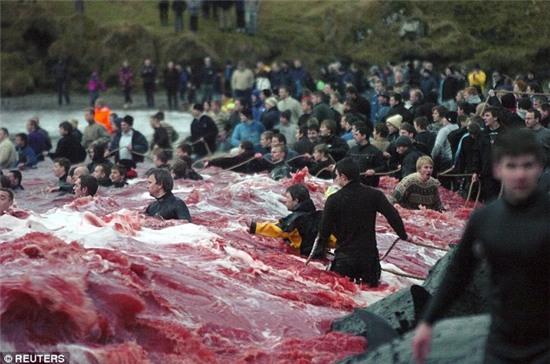 Bờ biển nhuốm màu đỏ máu sau vụ thảm sát cá voi hoa tiêu gây phẫn nộ toàn châu Âu - Ảnh 5.