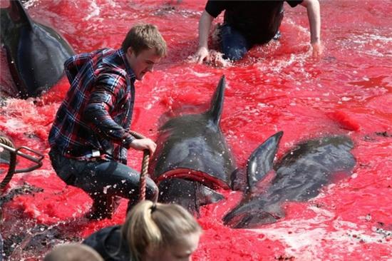 Bờ biển nhuốm màu đỏ máu sau vụ thảm sát cá voi hoa tiêu gây phẫn nộ toàn châu Âu - Ảnh 7.