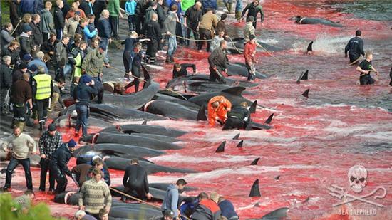 Bờ biển nhuốm màu đỏ máu sau vụ thảm sát cá voi hoa tiêu gây phẫn nộ toàn châu Âu - Ảnh 8.