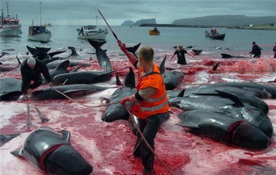 Bờ biển nhuốm màu đỏ máu sau vụ thảm sát cá voi hoa tiêu gây phẫn nộ toàn châu Âu - Ảnh 9.