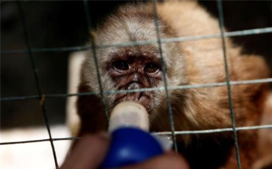 Khủng hoảng lương thực tại Venezuela: hơn 50 động vật bị bỏ đói tới chết trong sở thú - Ảnh 4.